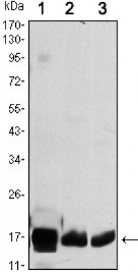 COX4I1 Primary Antibody MP30096 [M6B3]