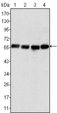 Vimentin Primary Antibody MP20301 [M4F2E9]