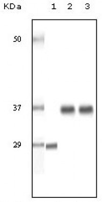SRA Primary Antibody MP20074 [M1D4H8]