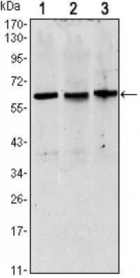 PAX8 Primary Antibody MP30118 [M2D4]