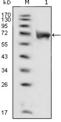 FGFR1 Primary Antibody MP20359 [M3D4F7]