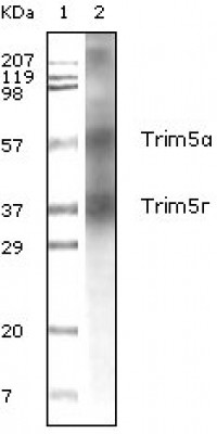 Trim5a Primary Antibody MP20023 [M3B11H2]