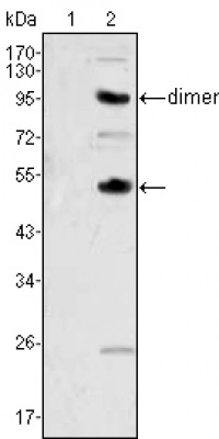 CSF1 Primary Antibody MP30008 [M2D10]