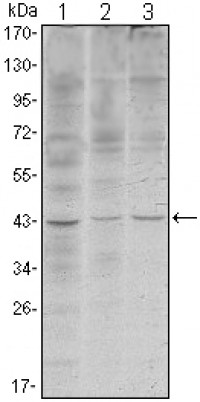 WIF1 Primary Antibody MP30111 [M1G5]