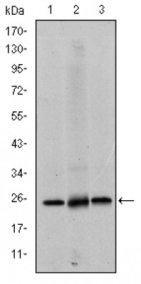 EIF4E Primary Antibody MP30189 [M5D11]