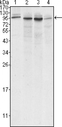 Calnexin Primary Antibody MP20189 [M3H4A7]