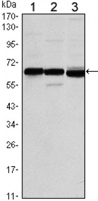 ESR1 Primary Antibody MP30099 [M6B6]