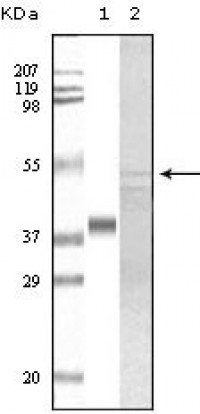 GSK3 alpha Primary Antibody MP20089 [M6G2F1]