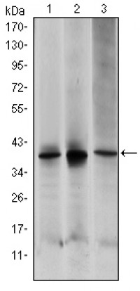 MAP2K6 Primary Antibody MP30165 [M3H12C8]
