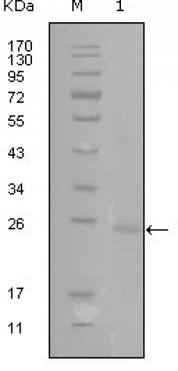 GATA3 Primary Antibody MP20187 [M1A10D1]