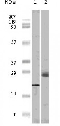 4E-BP1 Primary Antibody MP20103 [M9E12D9]