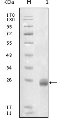 FBLN5 Primary Antibody MP20197 [M1G6A4]