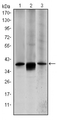 MAP2K6 Primary Antibody MP30166 [M3H12B9]