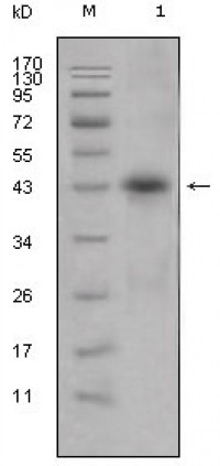 APOL1 Primary Antibody MP20315 [M1D4]