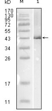 Influenza B virus Nucleoprotein Primary Antibody MP20171 [M1A2A11]