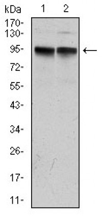 KCNQ1 Primary Antibody MP30297 [M5E12]