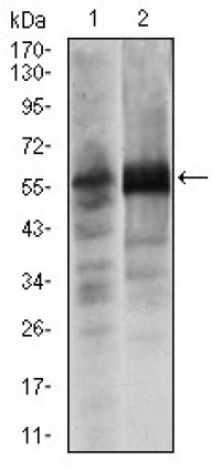 SOX9 Primary Antibody MP30305 [M1B11]
