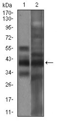 EPCAM Primary Antibody MP30635 [M3H6A6]
