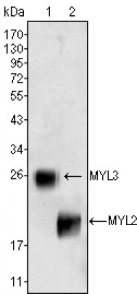 MYL2 Primary Antibody MP20324 [M7C9]