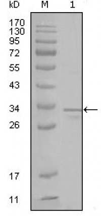 FRK Primary Antibody MP20237 [M1A8H2C12]
