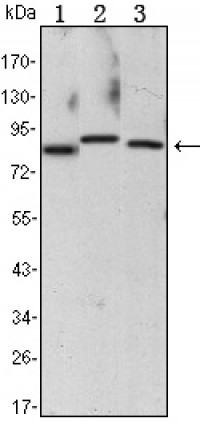 CHUK Primary Antibody MP30101 [M3G12]