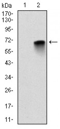 MBP Primary Antibody MP30288 [M2H9]