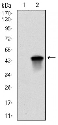 BIRC5 Primary Antibody MP30303 [M1H5]