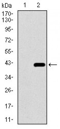 DNAL4 Primary Antibody MP30478P [M3B7B7]