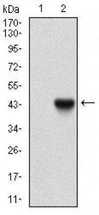 B2M Primary Antibody MP30600 [M4G5A1]