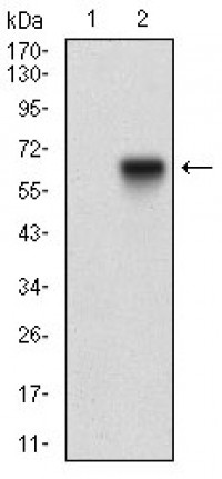 TIE1 Primary Antibody MP30615T [M8D12B10]