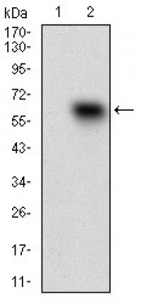 CD68 Primary Antibody MP30621T [M3F7D3]