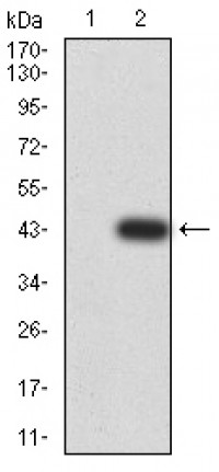 PYCARD Primary Antibody MP31008 [M1C3D3]