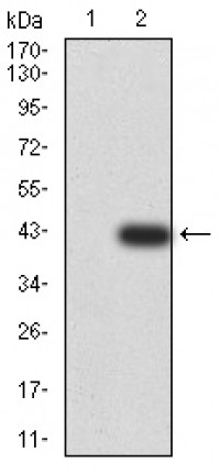 BNIP3 Primary Antibody MP31073 [M4E11F4]