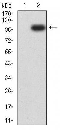 NRP1 Primary Antibody MP31244 [M5H11G6]