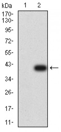 PLXNA1 Primary Antibody MP31354 [M8A10A6]
