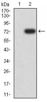 CD167 Primary Antibody MP31380 [M4F2C12]
