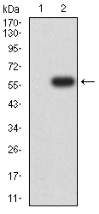 SETD7 Primary Antibody MP31680  [M3D6G11]