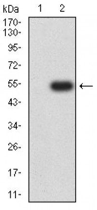 RBBP7 Primary Antibody MP31689  [M2A10C2]