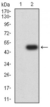 MAP3K14 Primary Antibody  MP31697 [M2G2B4]