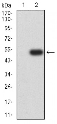 TRADD Primary Antibody  MP31699  [M3A1E8]