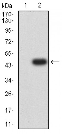 KMT5A Primary Antibody MP31701 [M5E10F7]