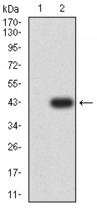 RUBCN Primary Antibody   MP31732   [M4F5B5]