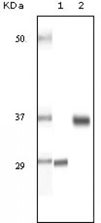SRA Primary Antibody MP20075 [M7H1G1]