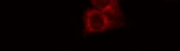 MDF8390 MUC2 rabbit polyclonal Primary Antibody 