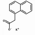 anti-HYAL1 antibody (Hyaluronidase-1) (N-Term)