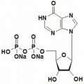 anti-HYAL1 antibody (Hyaluronidase-1) (N-Term)