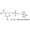 anti-HYAL1 antibody (Hyaluronidase-1) (N-Term)