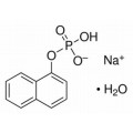 anti-HYAL1 antibody (Hyaluronidase-1) (N-Term)