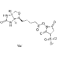 anti-HYAL1 antibody (Hyaluronidase-1) (N-Term)