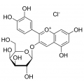 anti-HYAL1 antibody (Hyaluronidase-1) (N-Term)